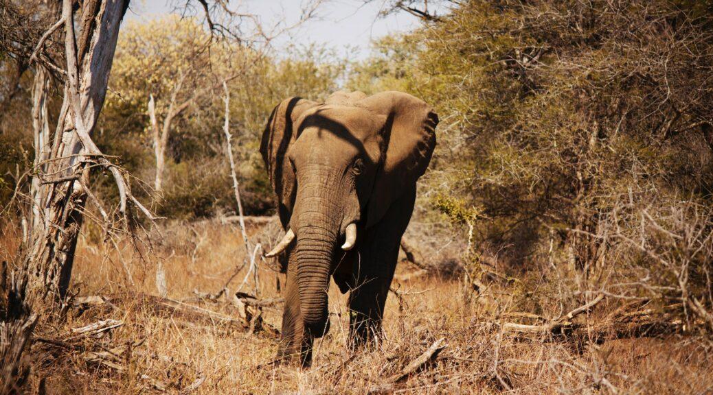 Big Five: Elefant in Südafrika